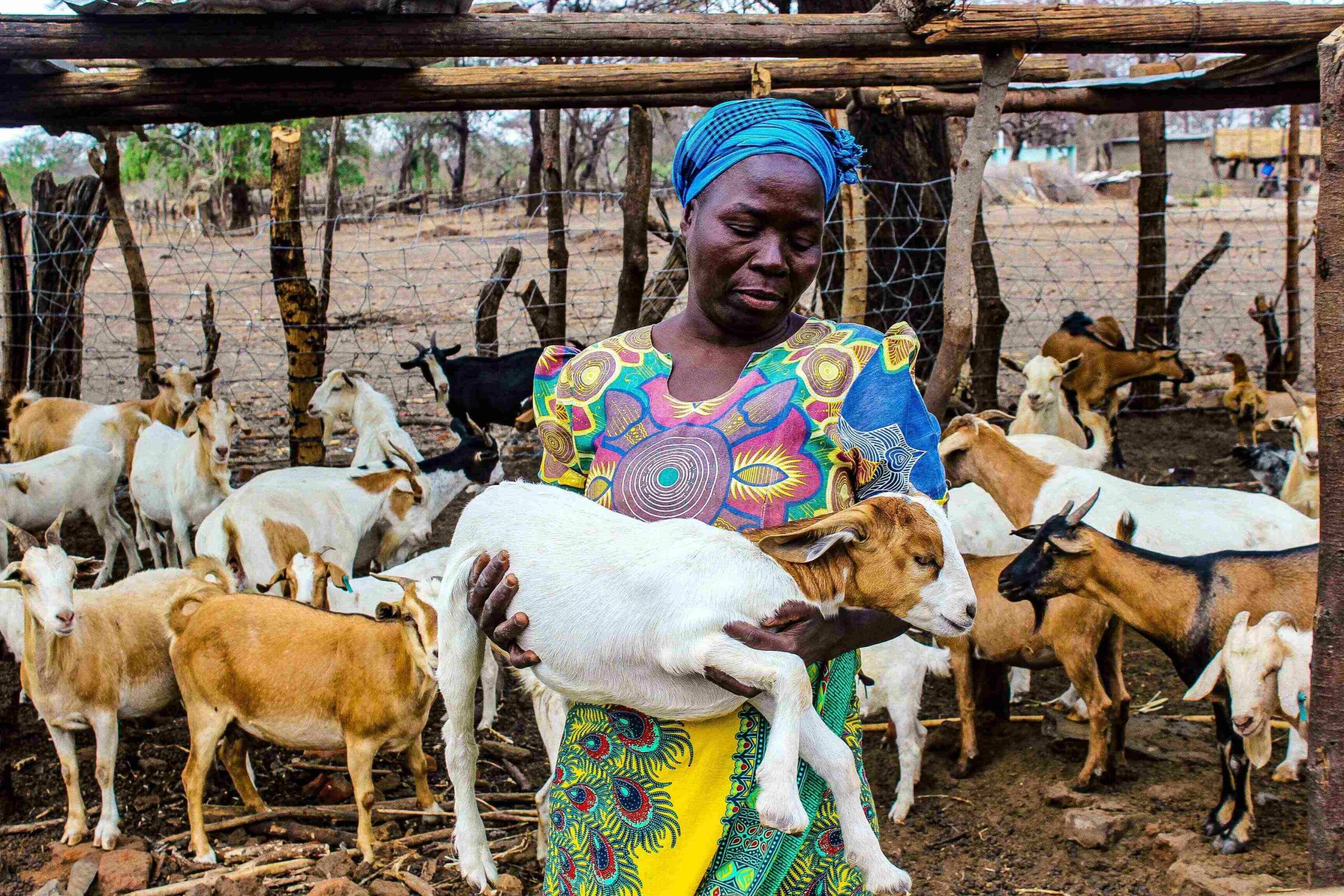 Una capretta - immagine 2